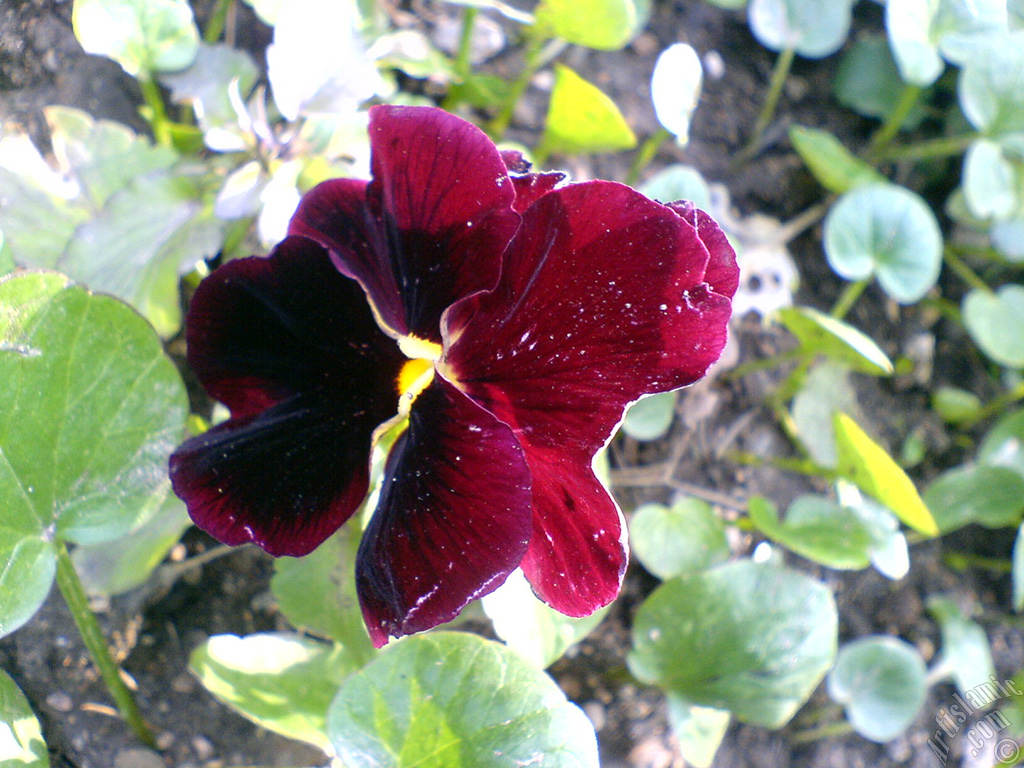Burgundy color Viola Tricolor -Heartsease, Pansy, Multicoloured Violet, Johnny Jump Up- flower.

