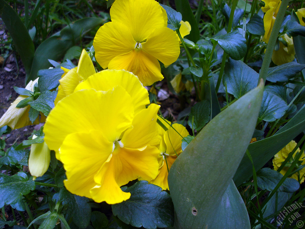 Yellow color Viola Tricolor -Heartsease, Pansy, Multicoloured Violet, Johnny Jump Up- flower.
