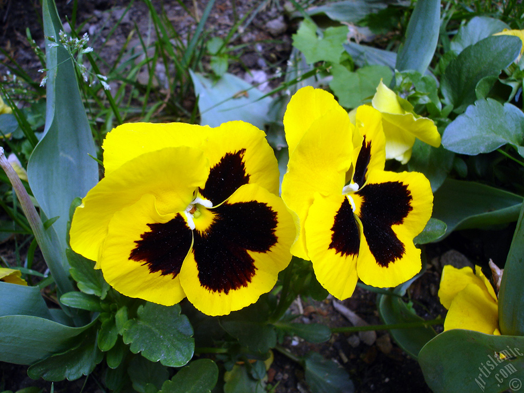 Yellow color Viola Tricolor -Heartsease, Pansy, Multicoloured Violet, Johnny Jump Up- flower.

