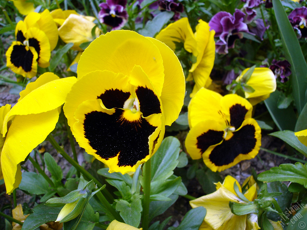 Yellow color Viola Tricolor -Heartsease, Pansy, Multicoloured Violet, Johnny Jump Up- flower.
