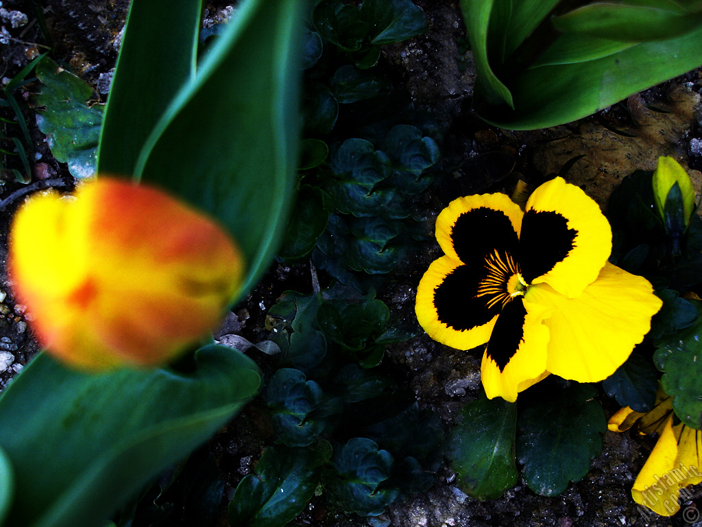 Yellow color Viola Tricolor -Heartsease, Pansy, Multicoloured Violet, Johnny Jump Up- flower.
