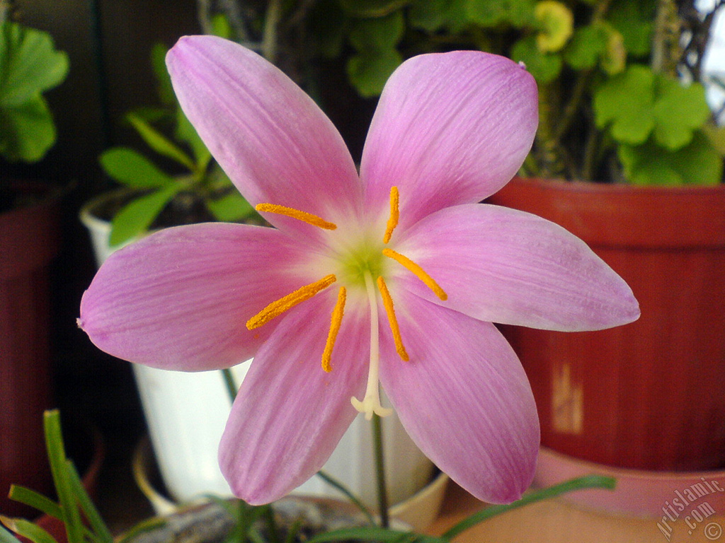 Pink color flower similar to lily.
