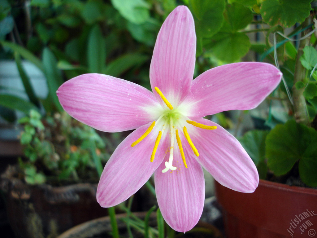 Pink color flower similar to lily.
