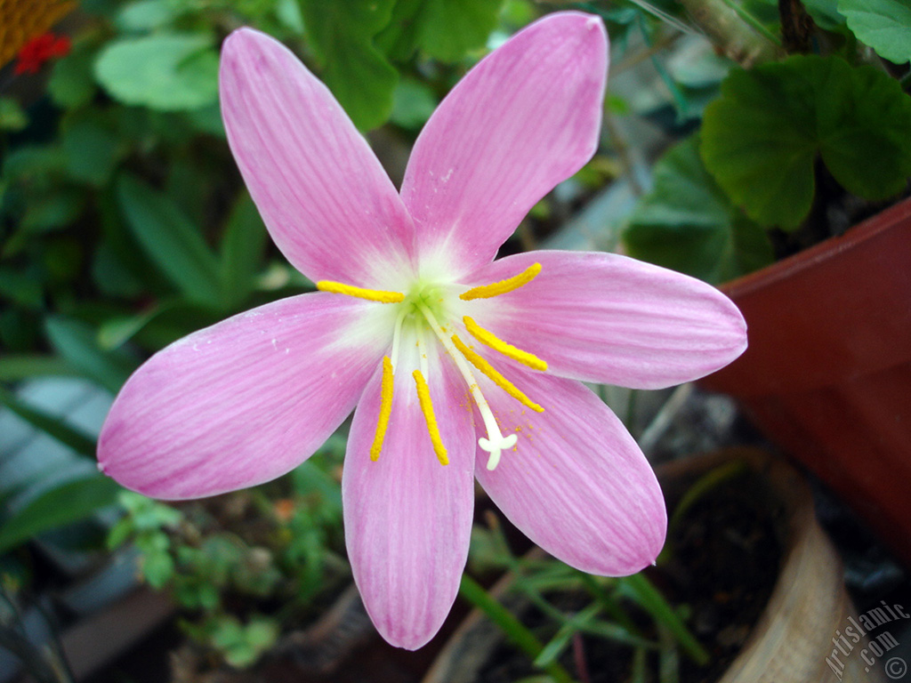 Pink color flower similar to lily.
