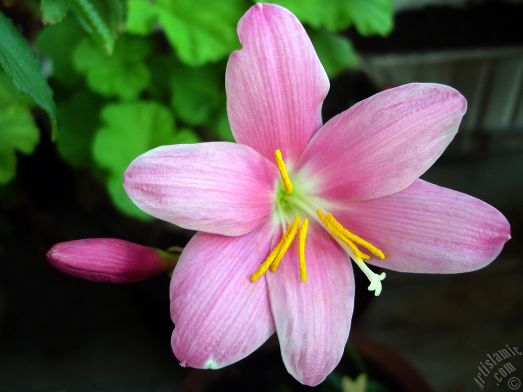 Pink color flower similar to lily.
