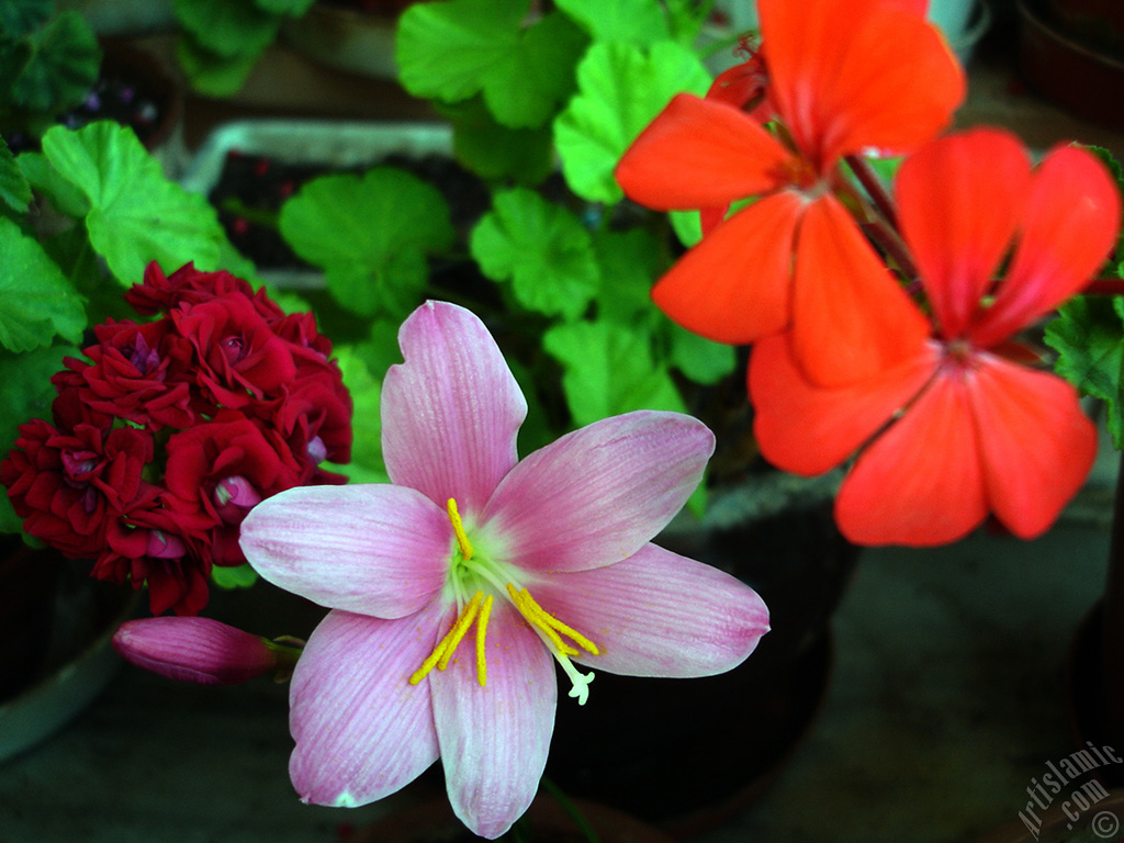 Pink color flower similar to lily.
