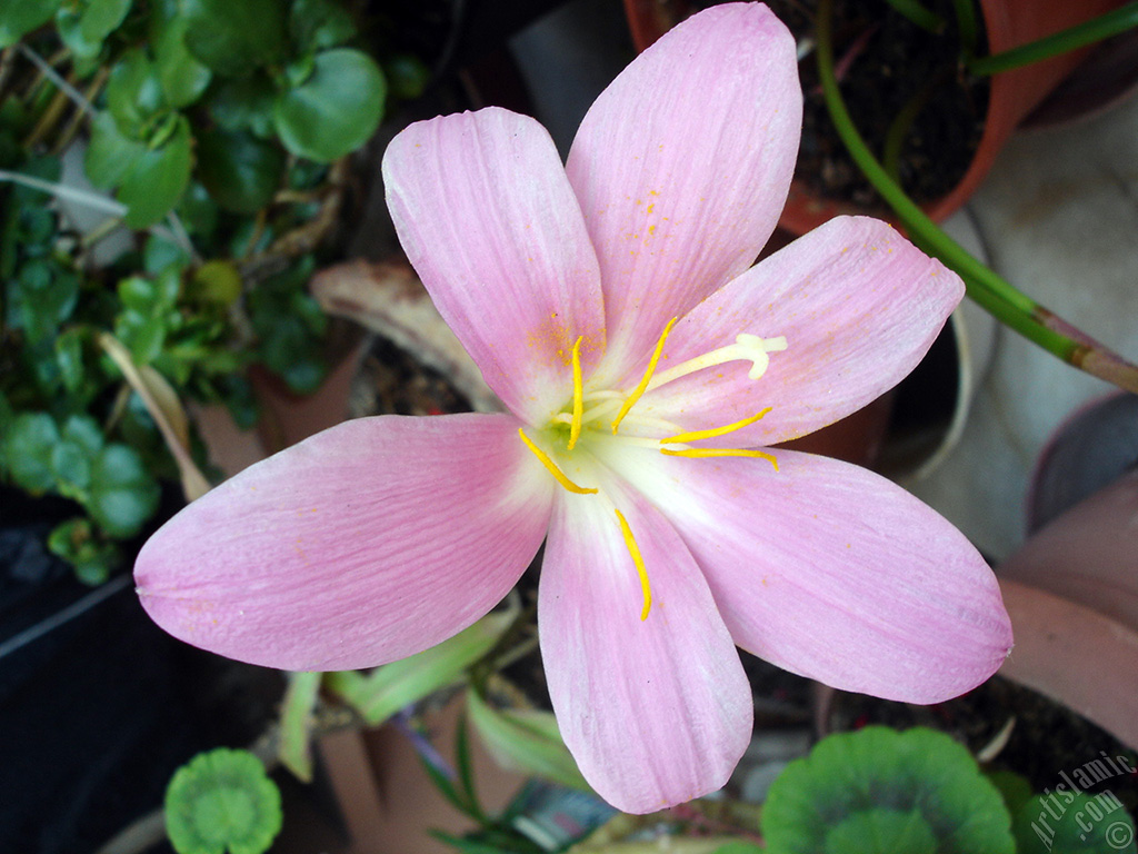 Pink color flower similar to lily.
