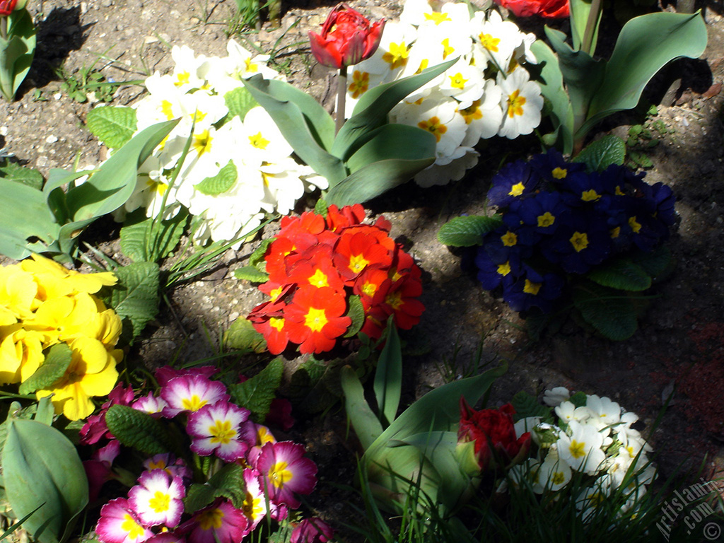 A primrose flower photo.
