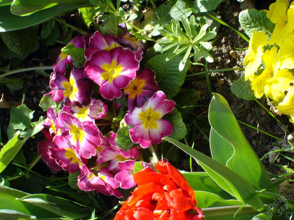 A primrose flower photo.
