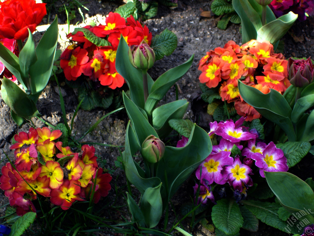 A primrose flower photo.
