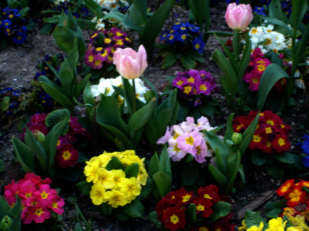 A primrose flower photo.
