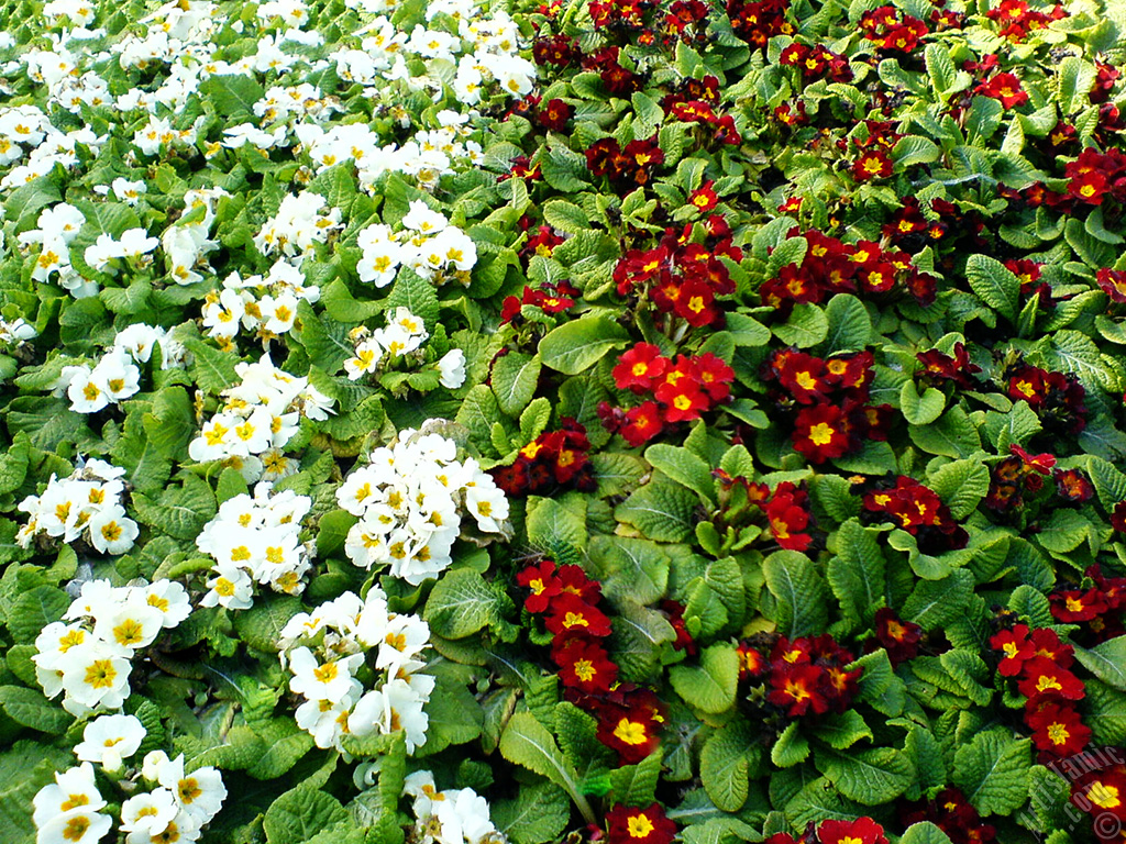 A primrose flower photo.
