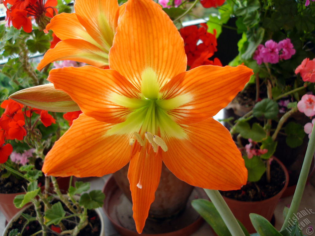 Red color amaryllis flower.
