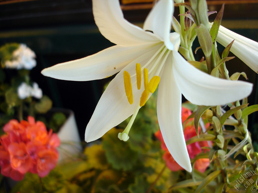 White color amaryllis flower.
