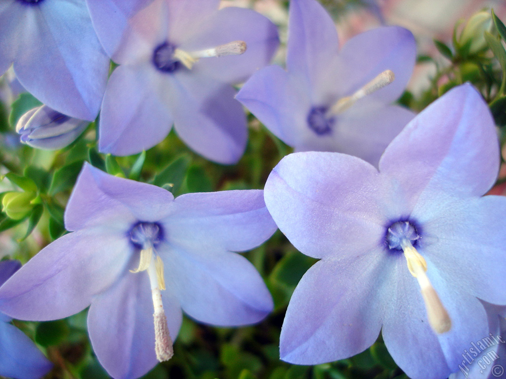 Balloon Flower -Chinese Bellflower-.
