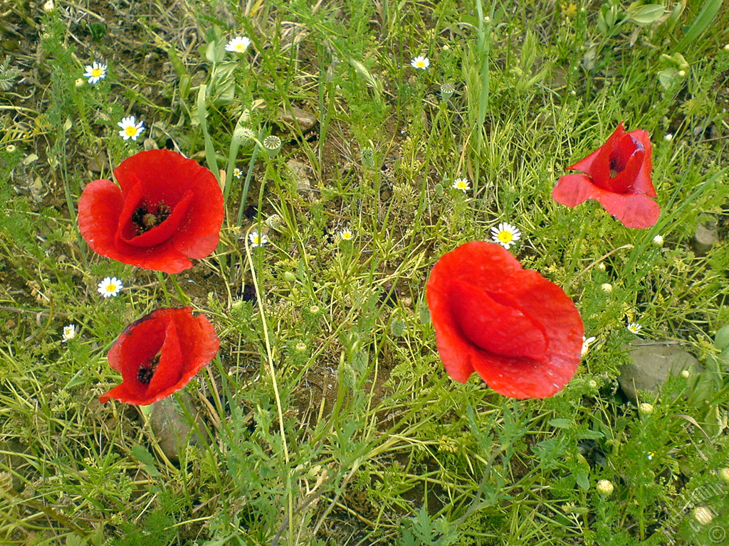 Red poppy flower.

