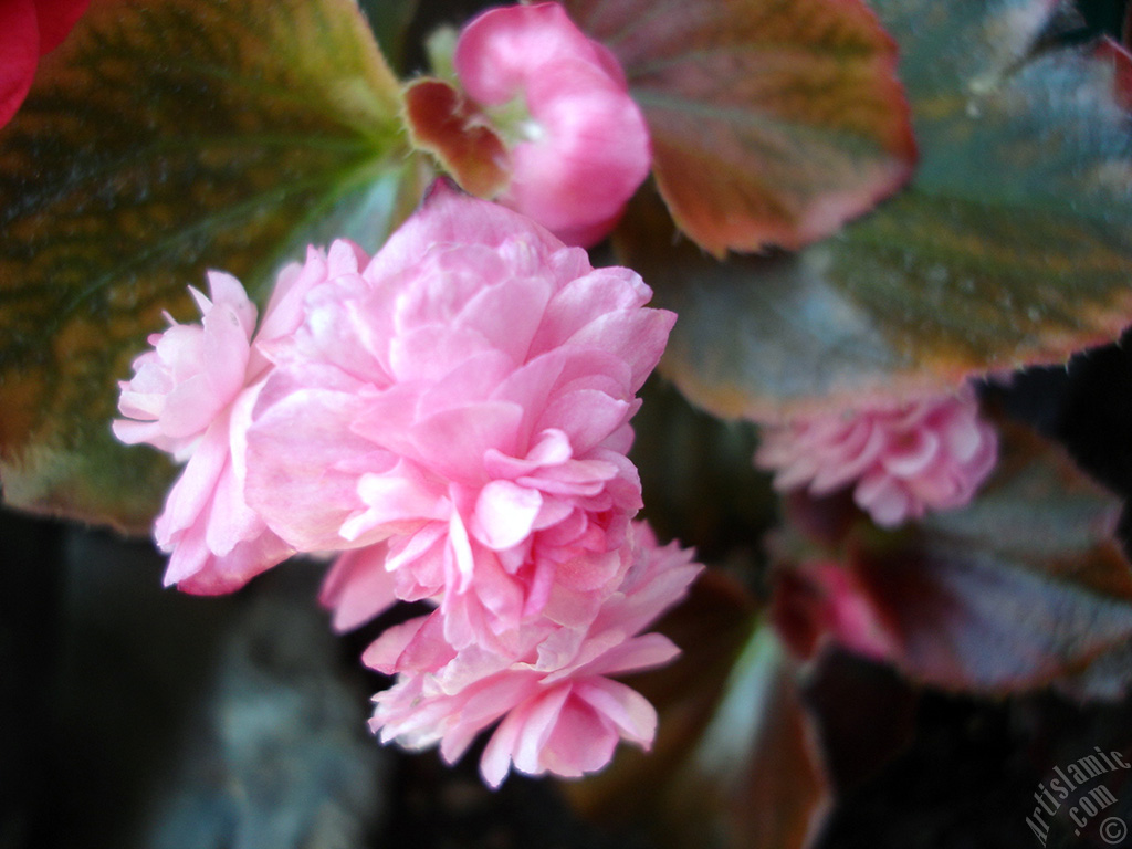 Pembe �i�ekli, kahverengi yaprakl� yal�nkat a�an Begonya �i�e�i resmi.
