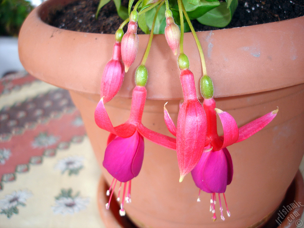 Red and purple color Fuchsia Hybrid flower.
