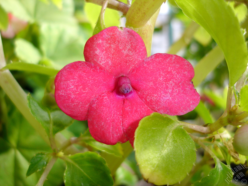 Garden Balsam, -Touch-me-not, Jewel Weed- flower.
