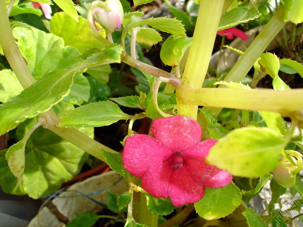 Garden Balsam, -Touch-me-not, Jewel Weed- flower.
