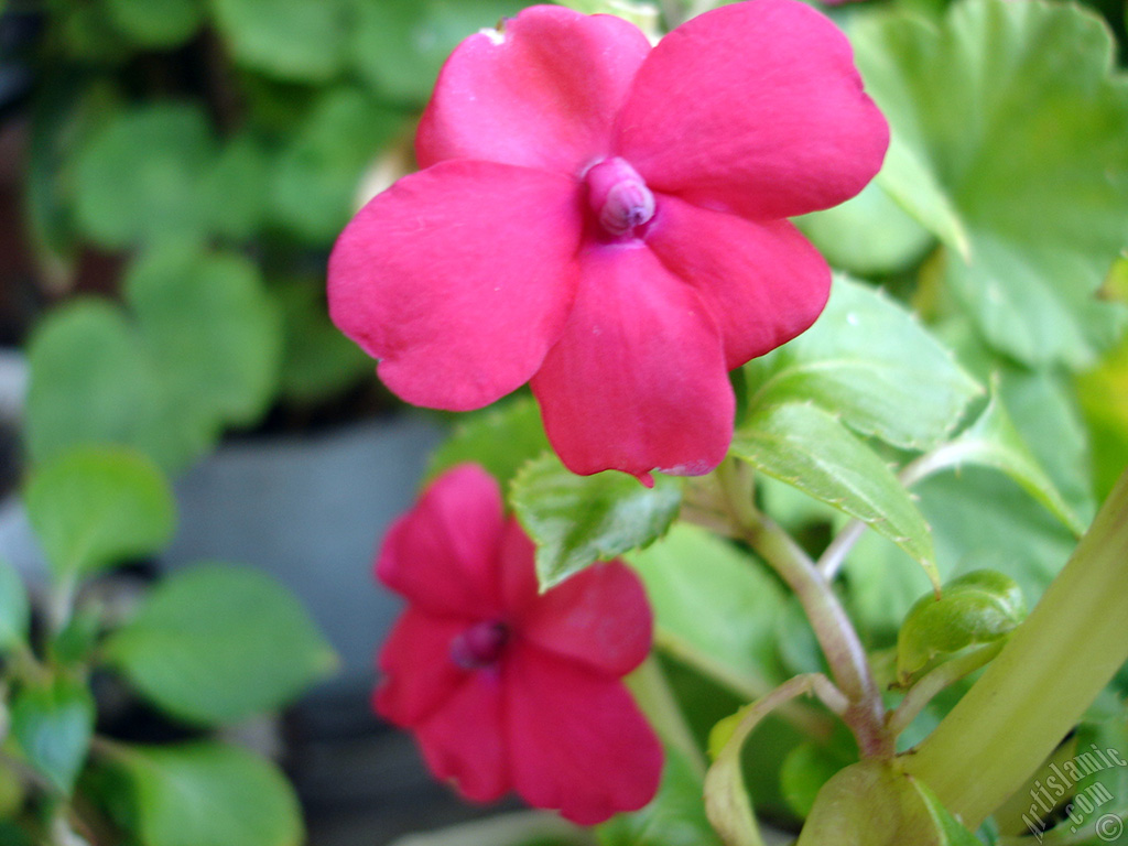 Garden Balsam, -Touch-me-not, Jewel Weed- flower.
