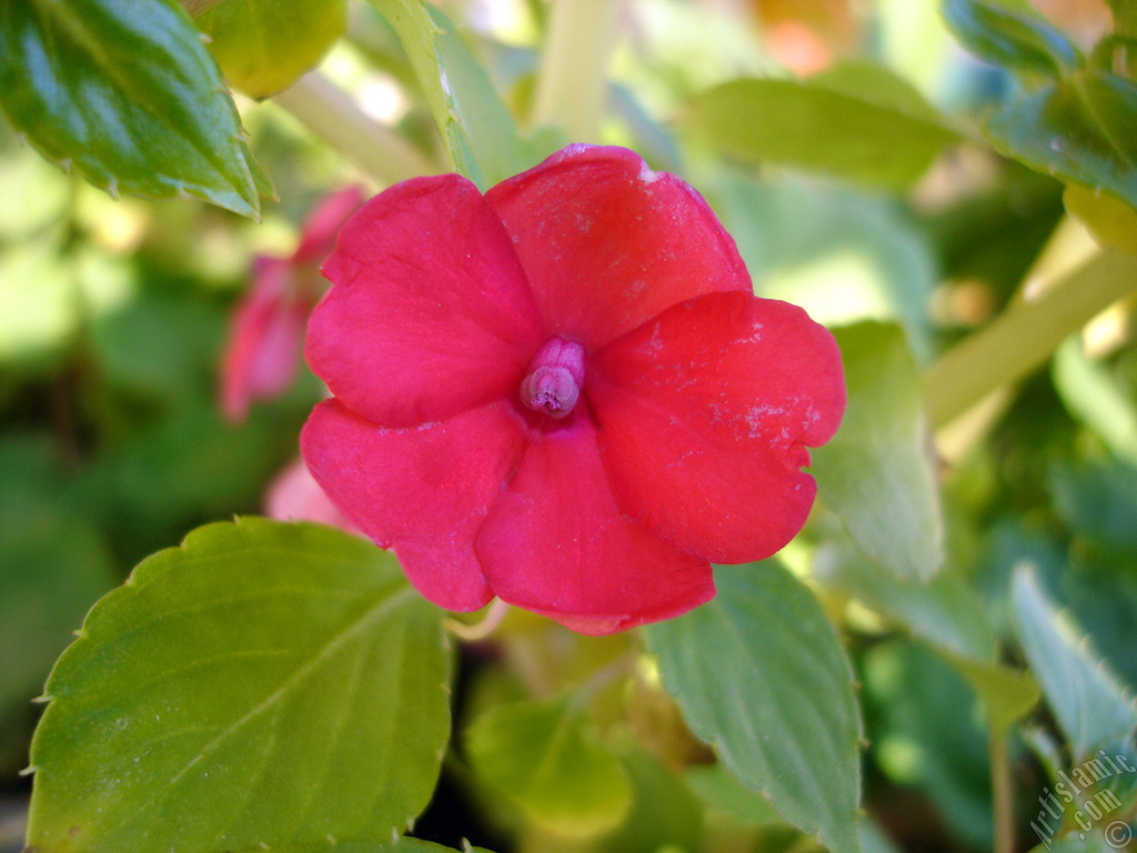 Garden Balsam, -Touch-me-not, Jewel Weed- flower.

