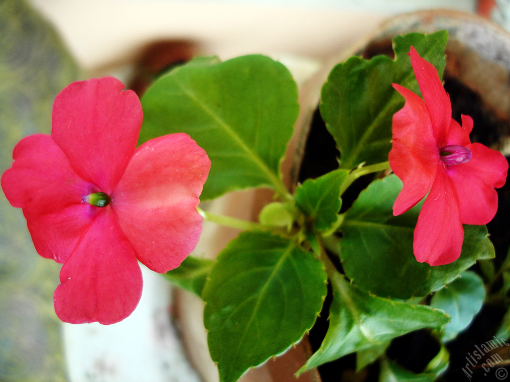 Garden Balsam, -Touch-me-not, Jewel Weed- flower.
