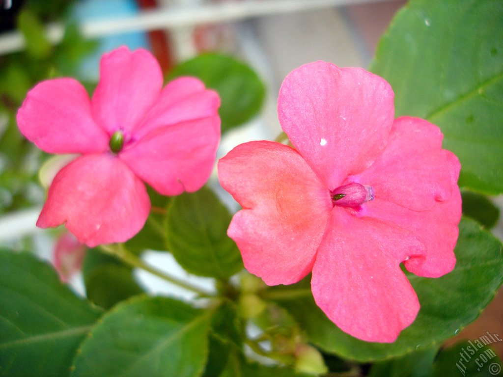 Garden Balsam, -Touch-me-not, Jewel Weed- flower.
