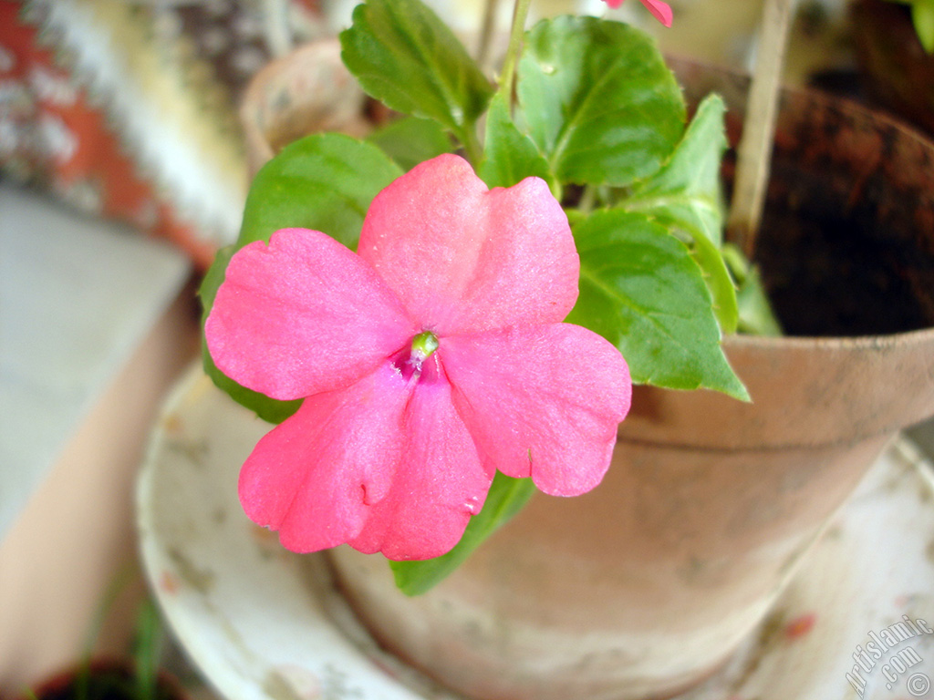 Garden Balsam, -Touch-me-not, Jewel Weed- flower.
