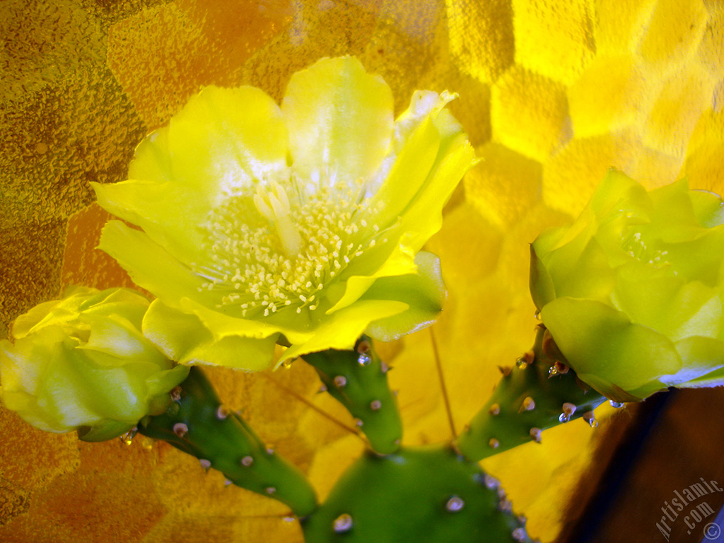 Prickly Pear with yellow flower.
