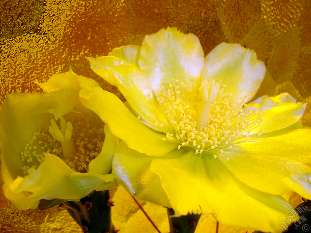 Prickly Pear with yellow flower.
