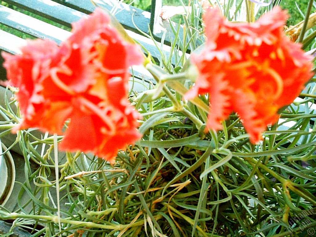 Red color Carnation -Clove Pink- flower.
