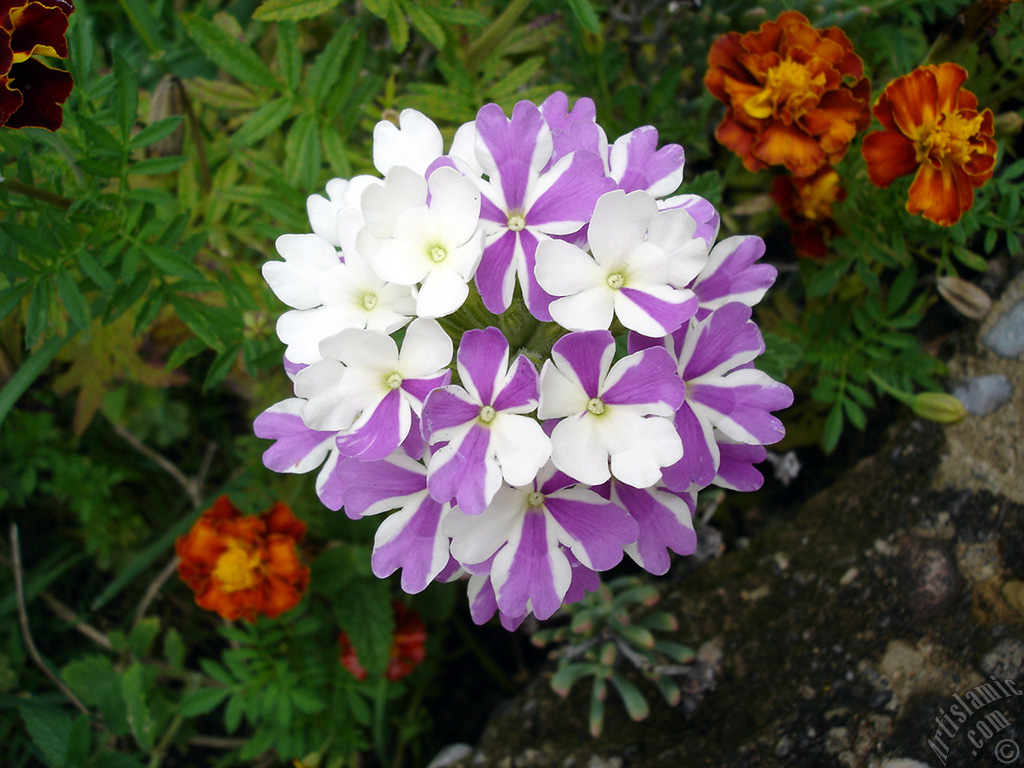 Verbena -Common Vervain- flower.
