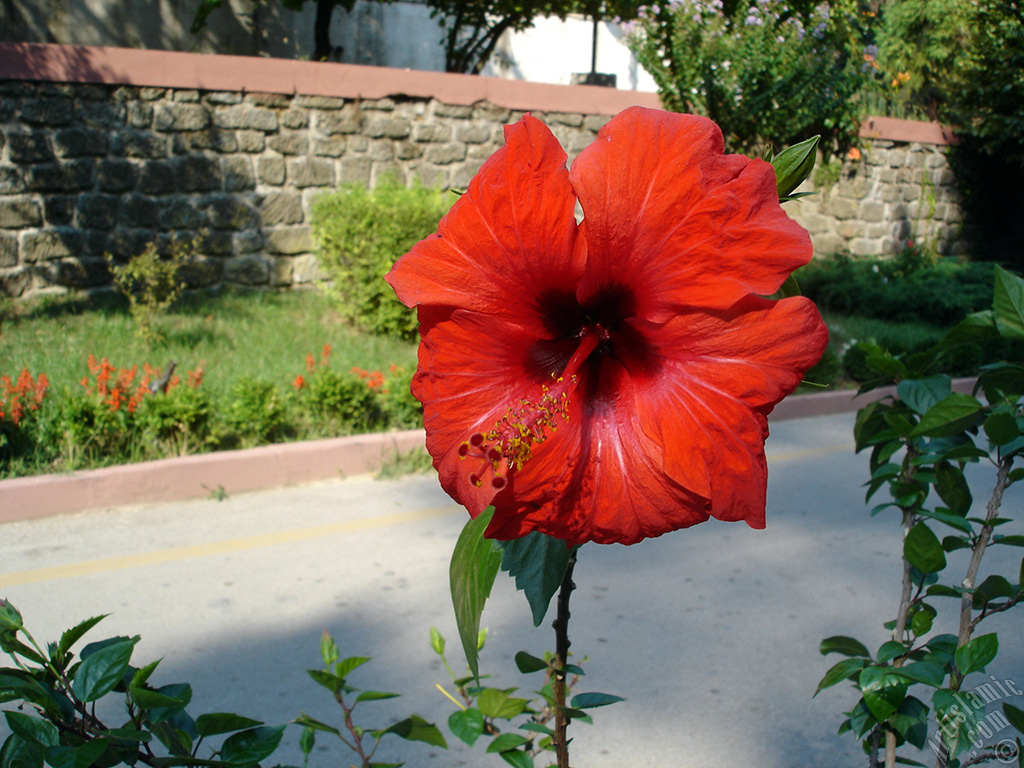 A red color Japanese Rose, -Chinese Rose, Tropical Hibiscus, Shoe Flower-.
