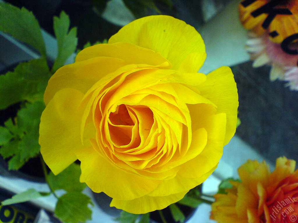 A yellow flower in the pot.
