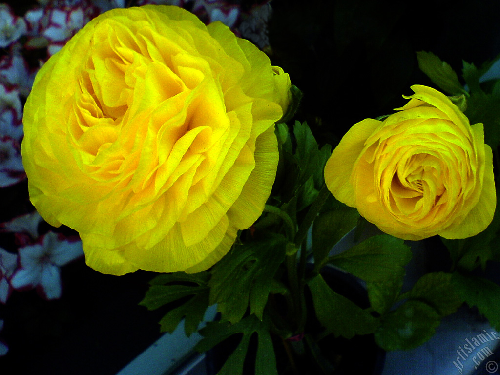 A yellow flower in the pot.
