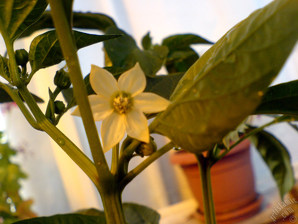 Sweet Pepper plant growed in the pot.
