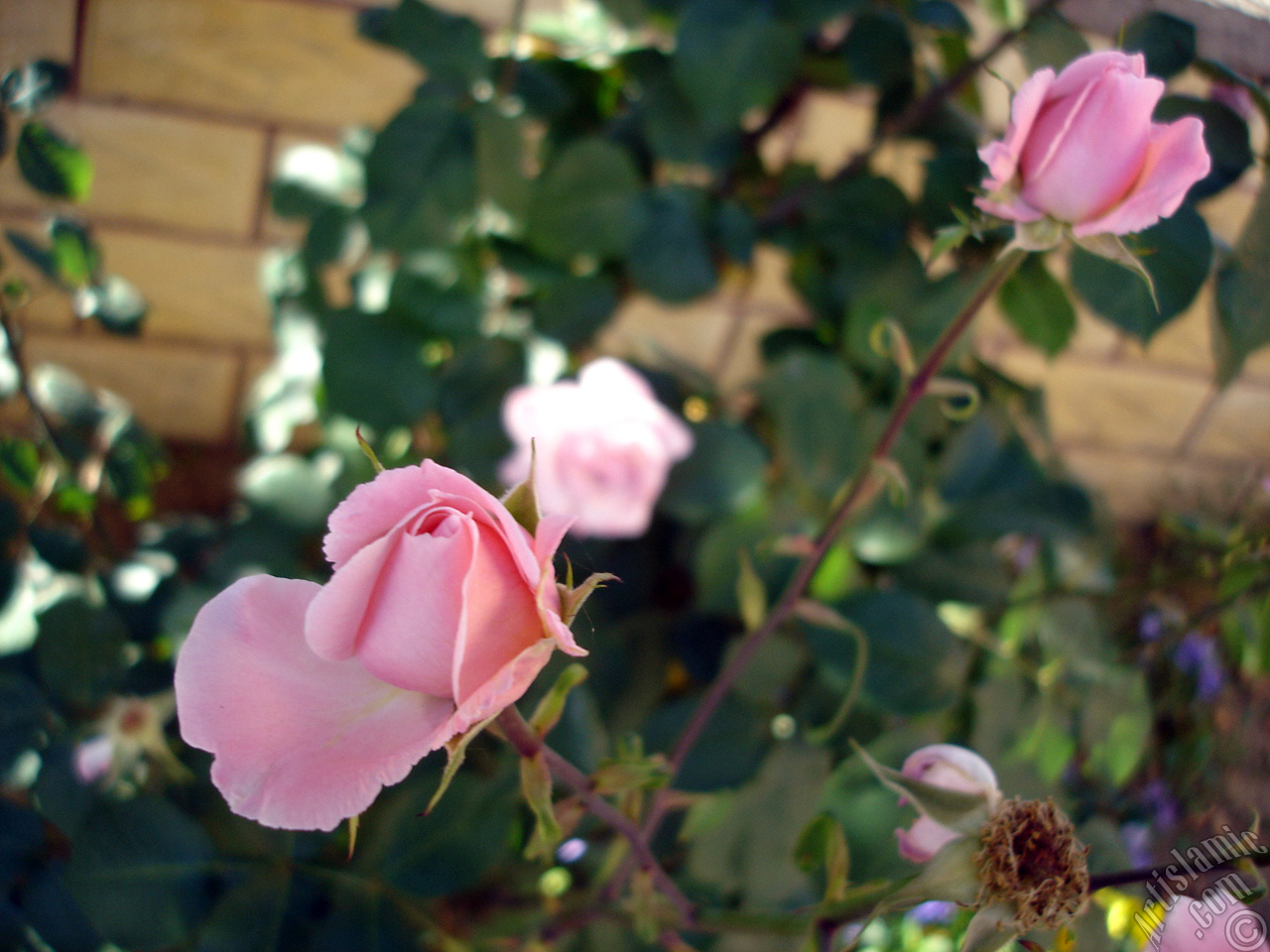 Pink rose photo.
