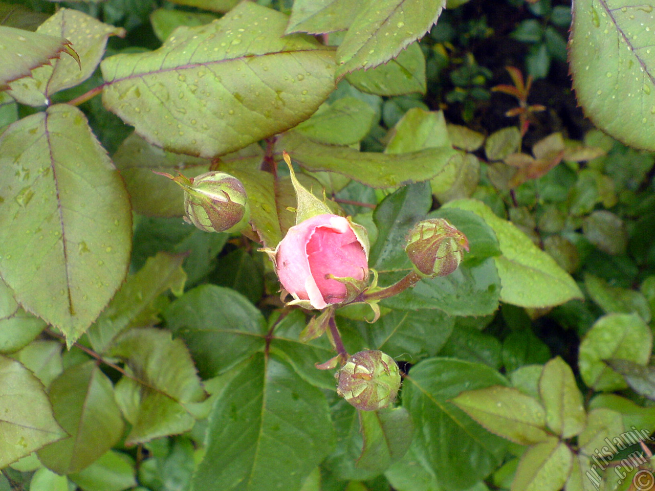 Pink rose photo.
