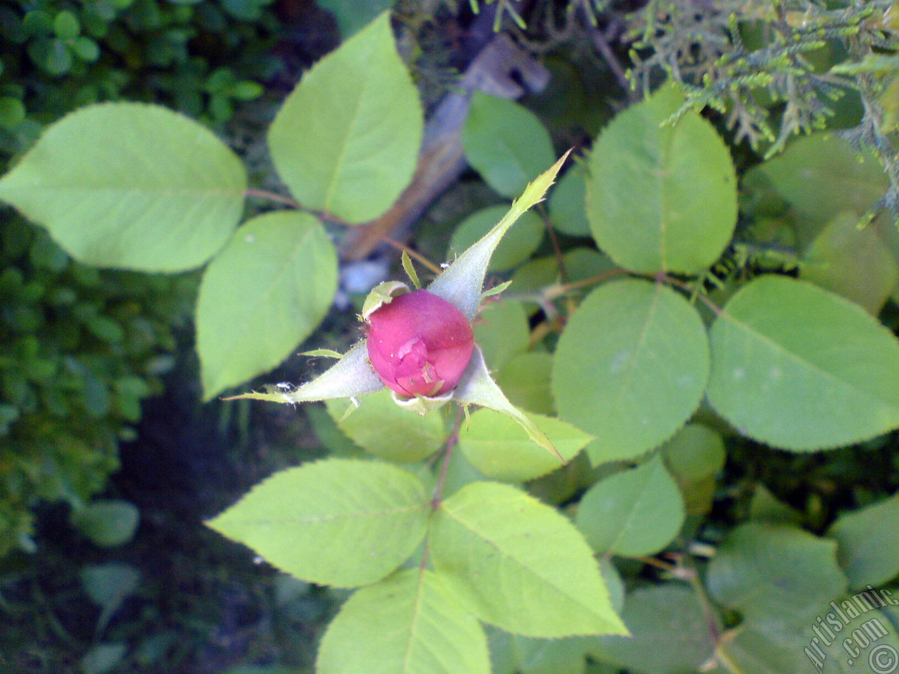 Pink rose photo.
