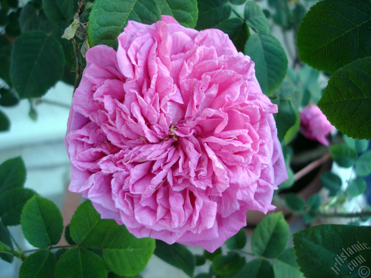 Pink rose photo.
