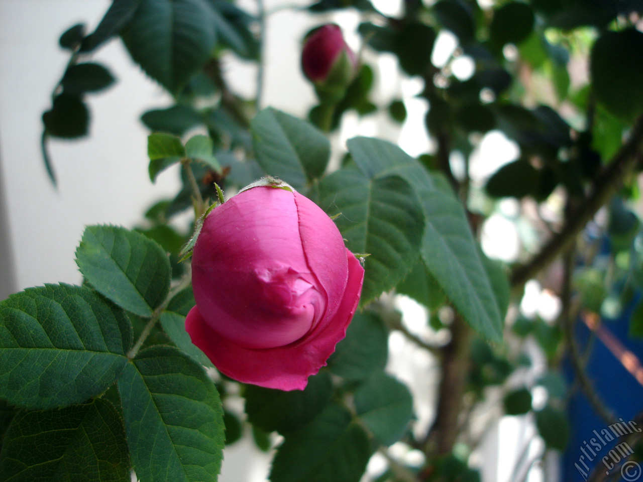Pink rose photo.
