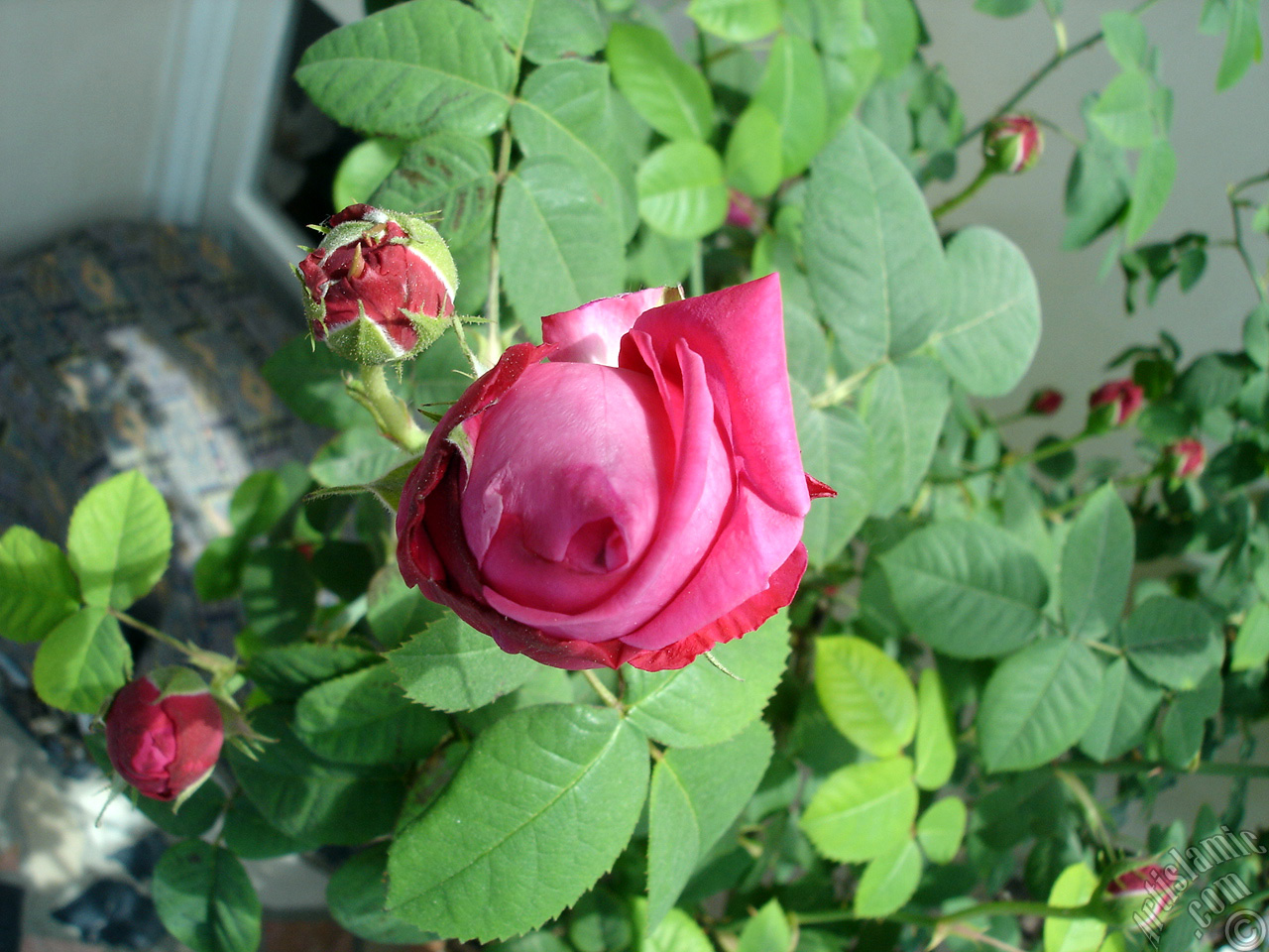 Red rose photo.

