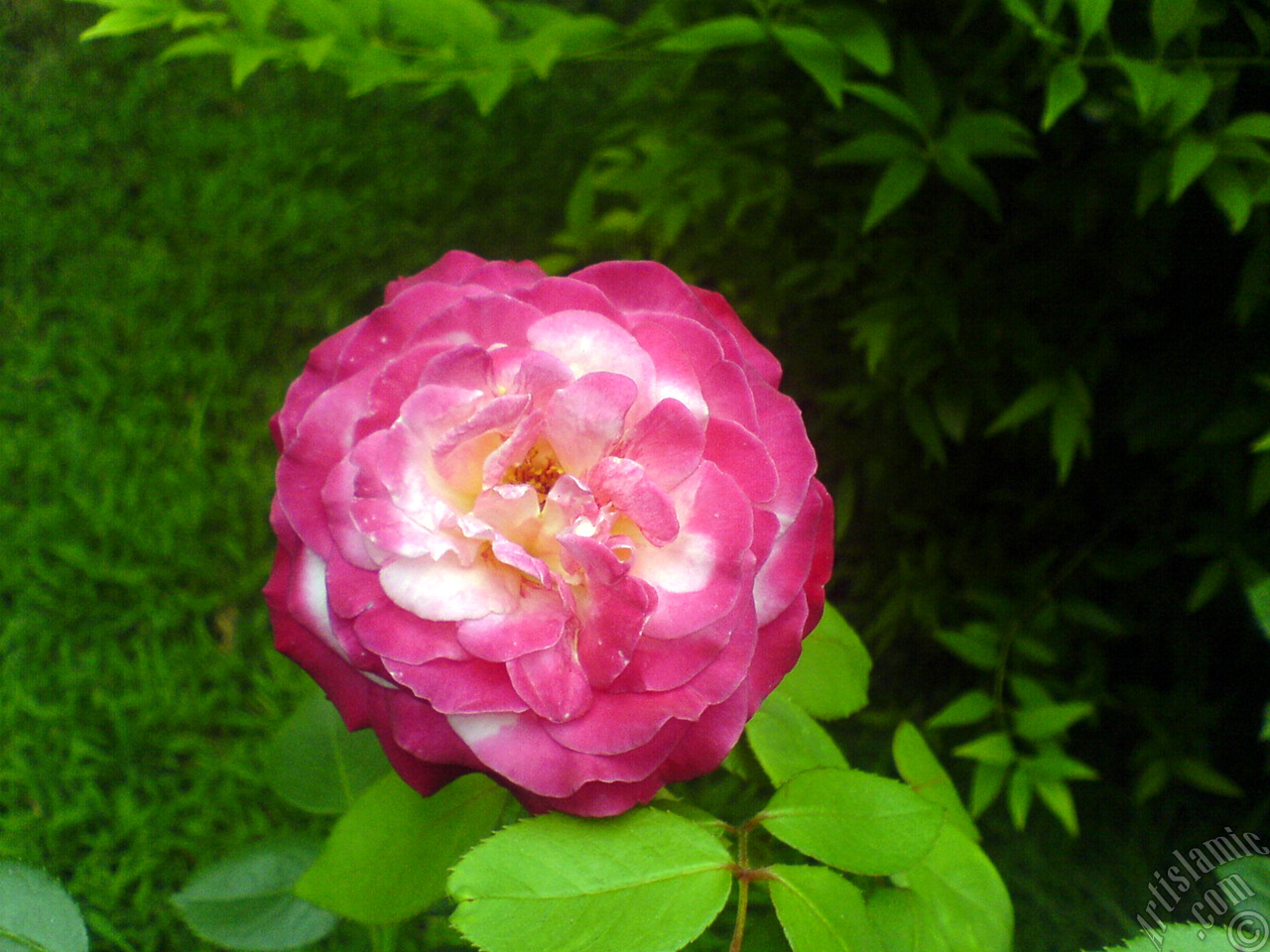 Variegated (mottled) rose photo.
