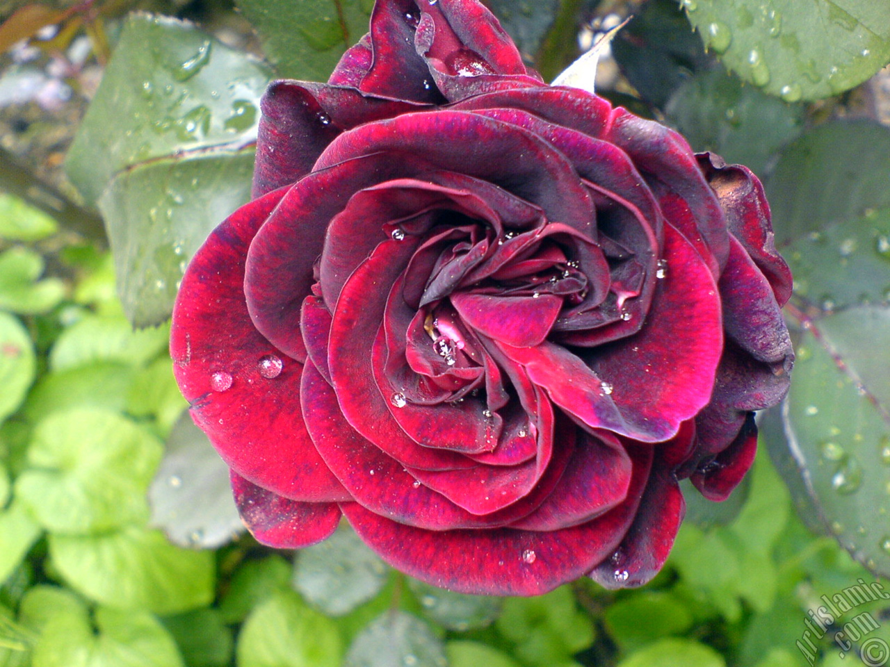 Koyu k�rm�z�-bordo g�l resmi.
