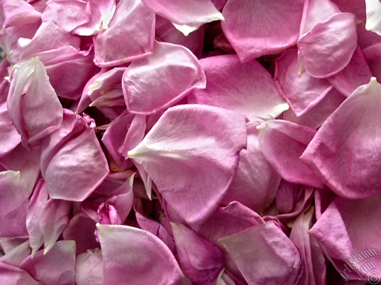 Rose leaves.
