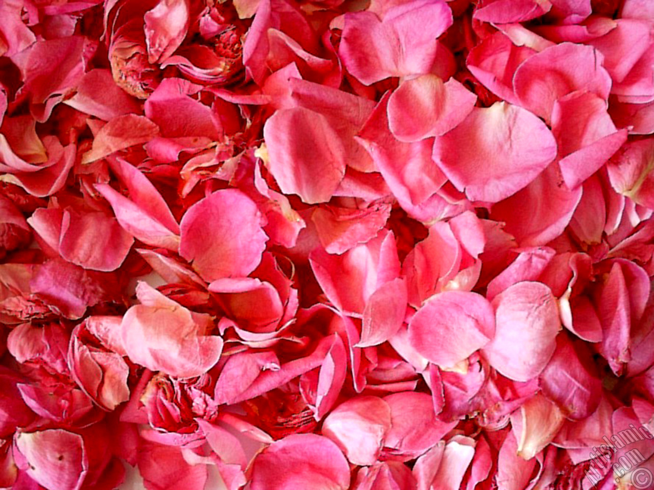 Rose leaves.
