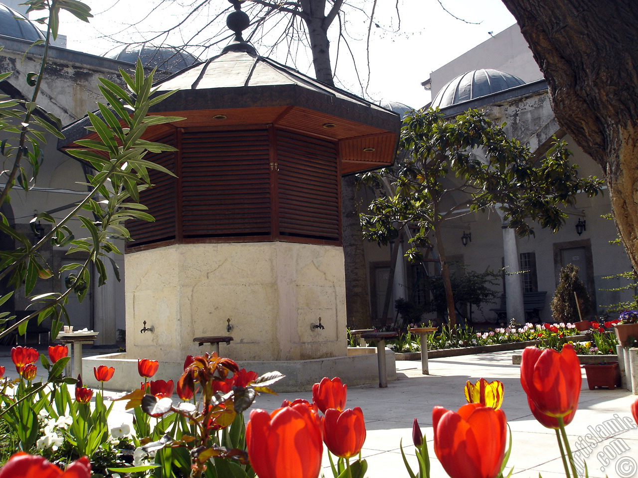 Red Turkish-Ottoman Tulip photo.
