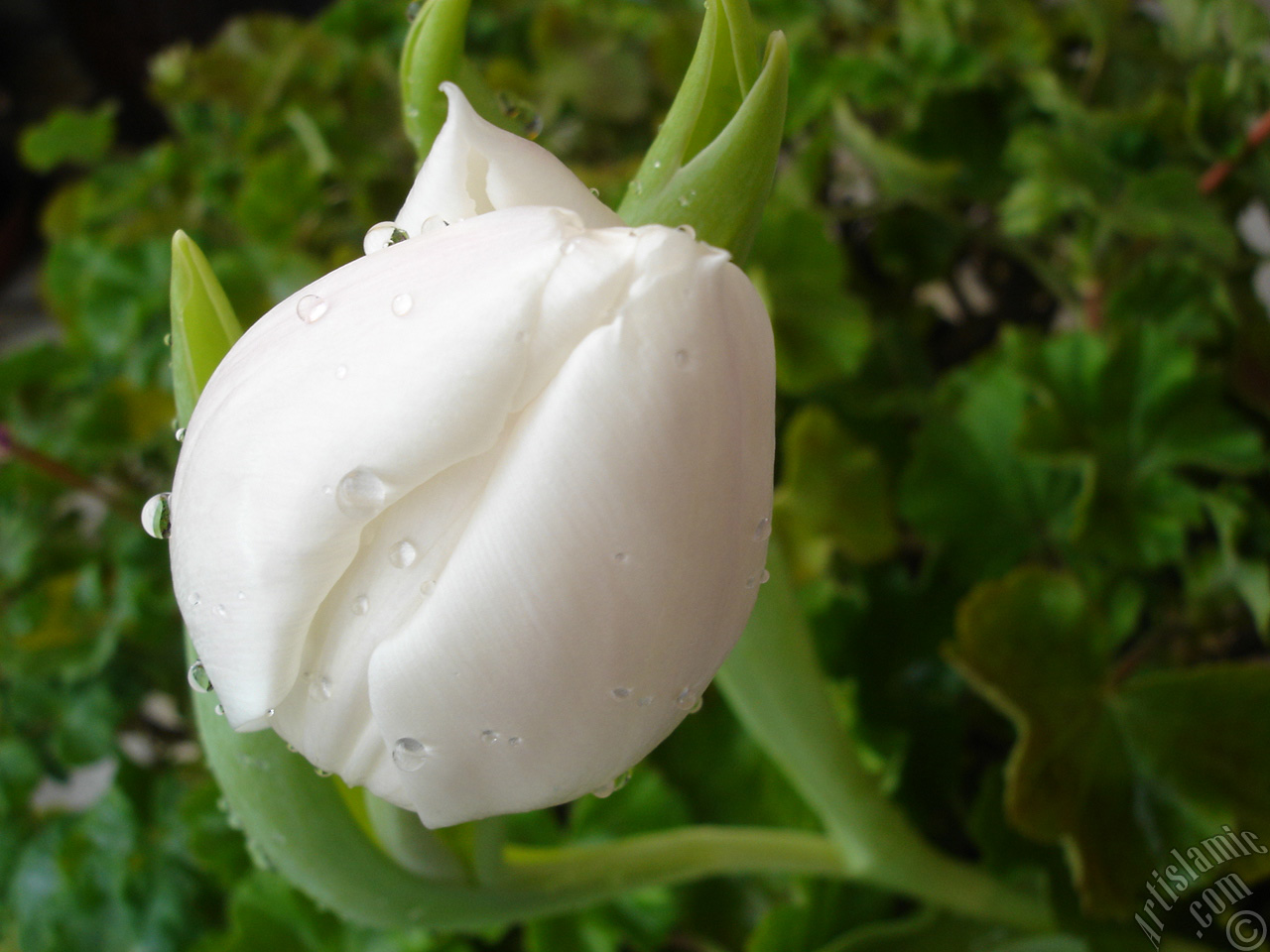 White color Turkish-Ottoman Tulip photo.
