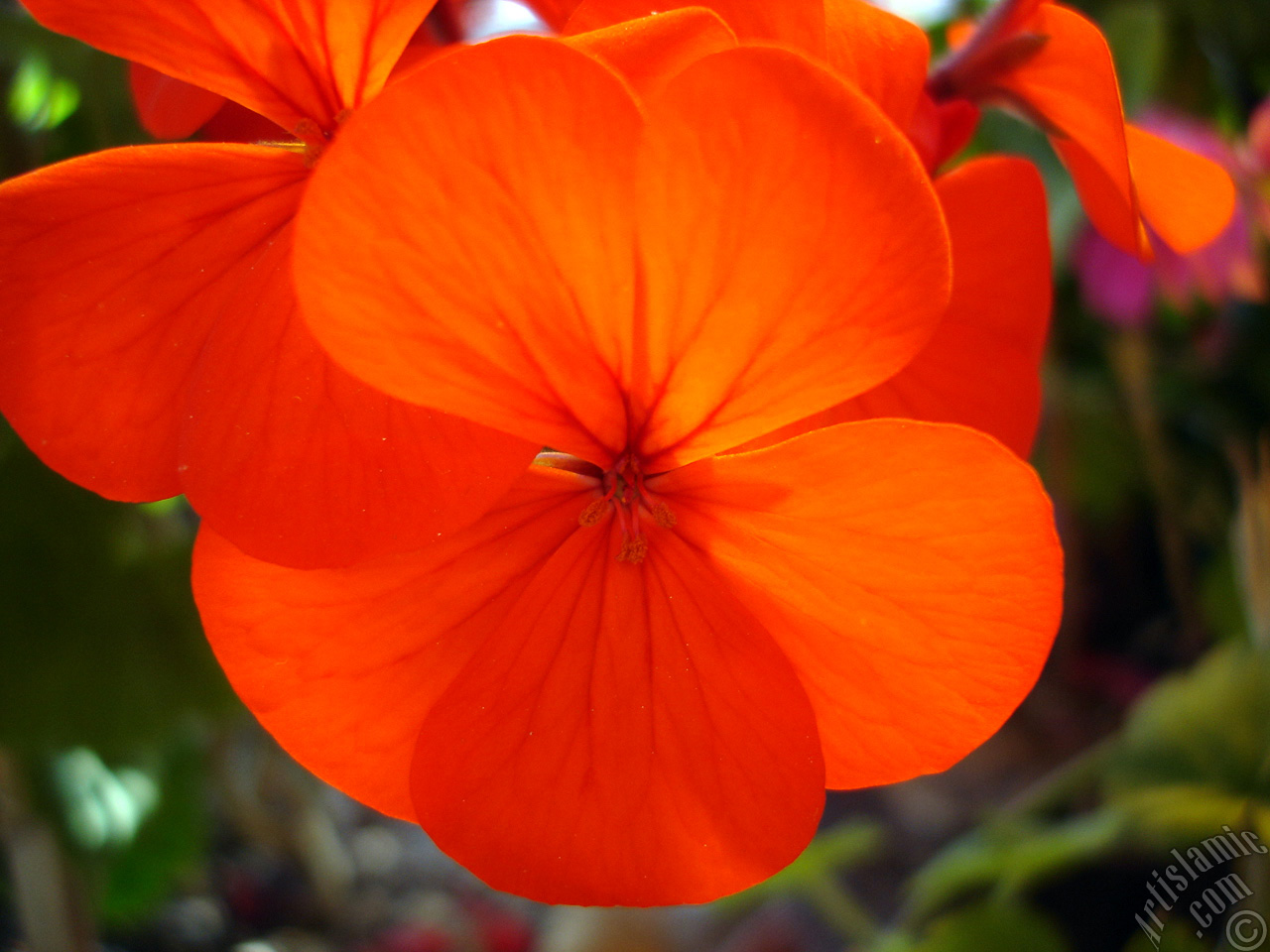 Red Colored Pelargonia -Geranium- flower.
